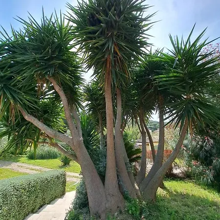 Rez De Jardin Independant Presqu'ile De Giens הייר